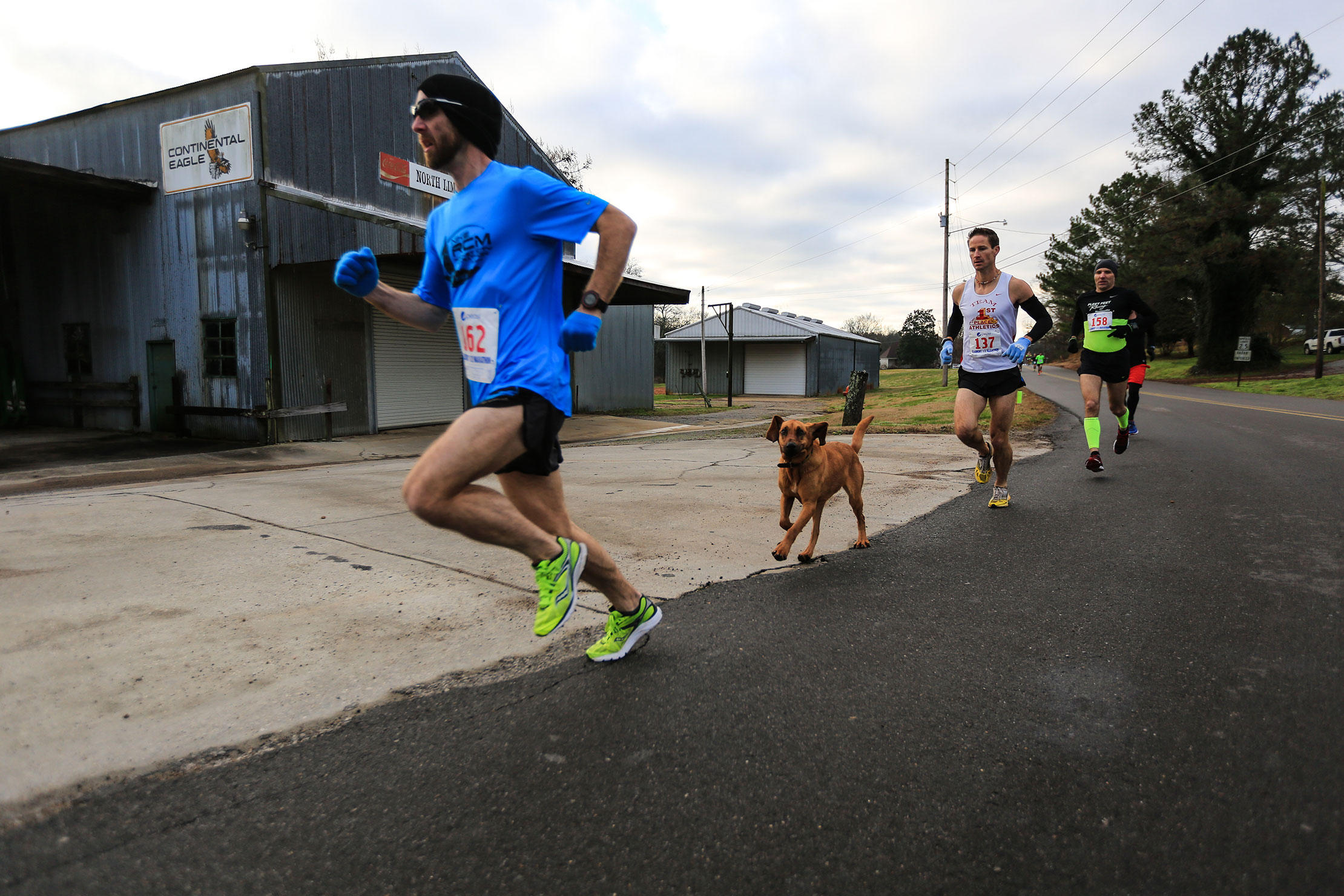 Собаки, которые случайно пробежали марафоны и супергонки